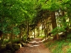 alp-forest-path.jpg