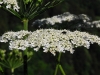 alp-white-blossom.jpg