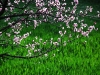 tig-cherry-blossom-on-green-1.jpg
