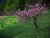 tig-green-grass-pink-blossom.jpg