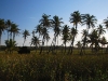 tof-fields-of-palms.jpg