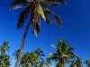 tof-green-palms.jpg
