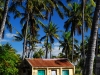 tof-house-in-the-tropics.jpg