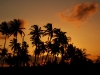 tof-palm-tree-sunset.jpg