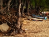 tof-roots-and-boats.jpg