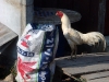 van-rooster-and-cement.jpg
