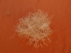 wad-desert-flora.jpg