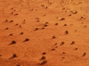 wad-desert-tracks.jpg