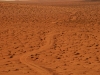 wad-tracks-through-the-sand.jpg