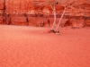 wad-white-tree-red-sand.jpg