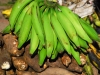 yur-green-bananas-and-yucca.jpg